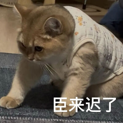 猫猫表情包