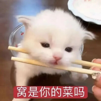 猫猫表情包