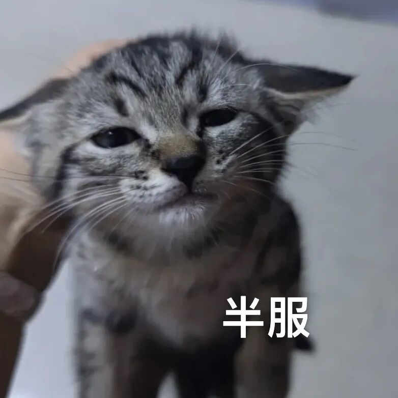 猫猫表情包