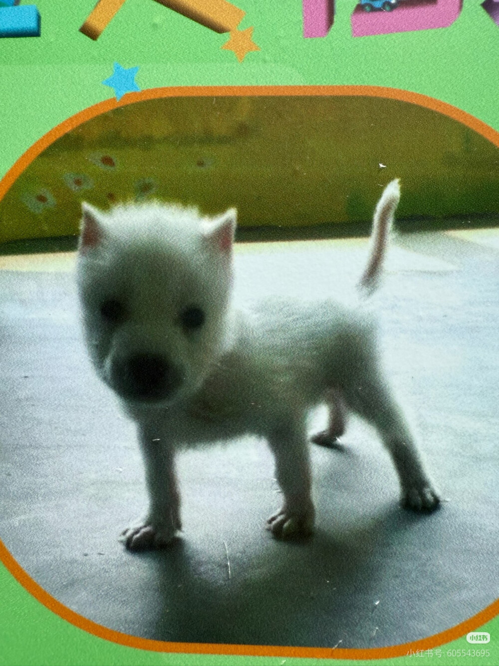 哈哈哈哈哈小北极狼