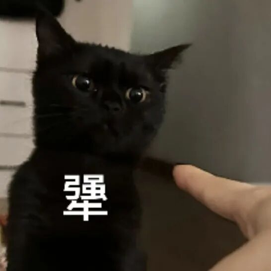 猫猫表情包