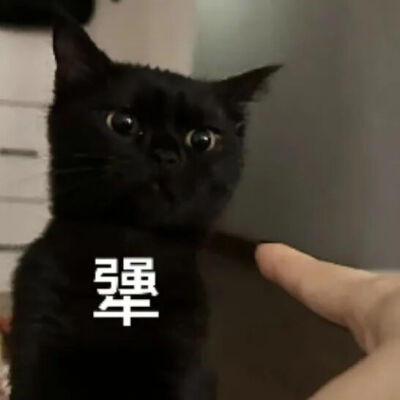 猫猫表情包