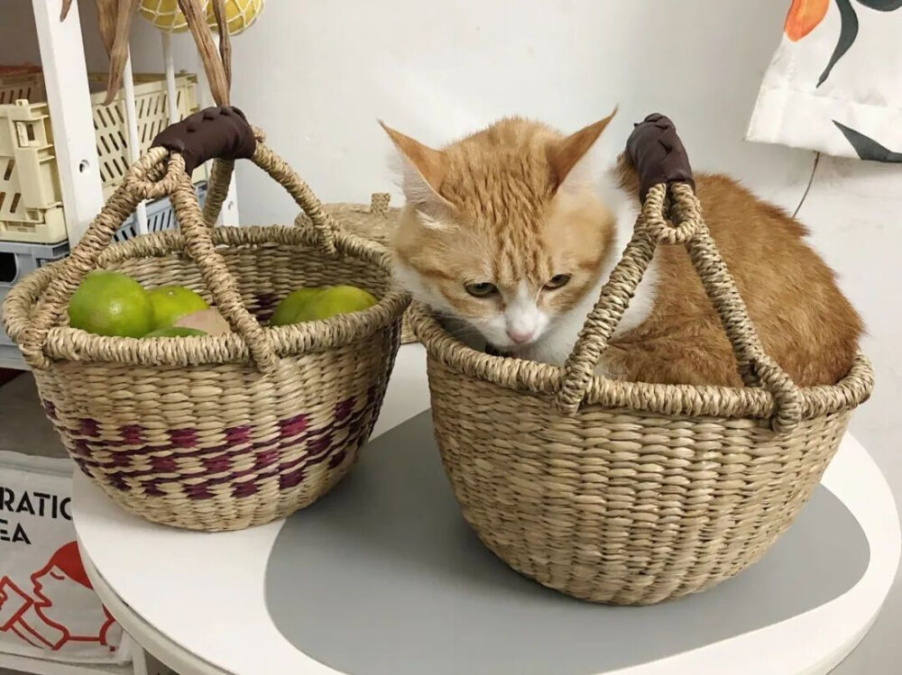 我是不会放弃收集这种图片的