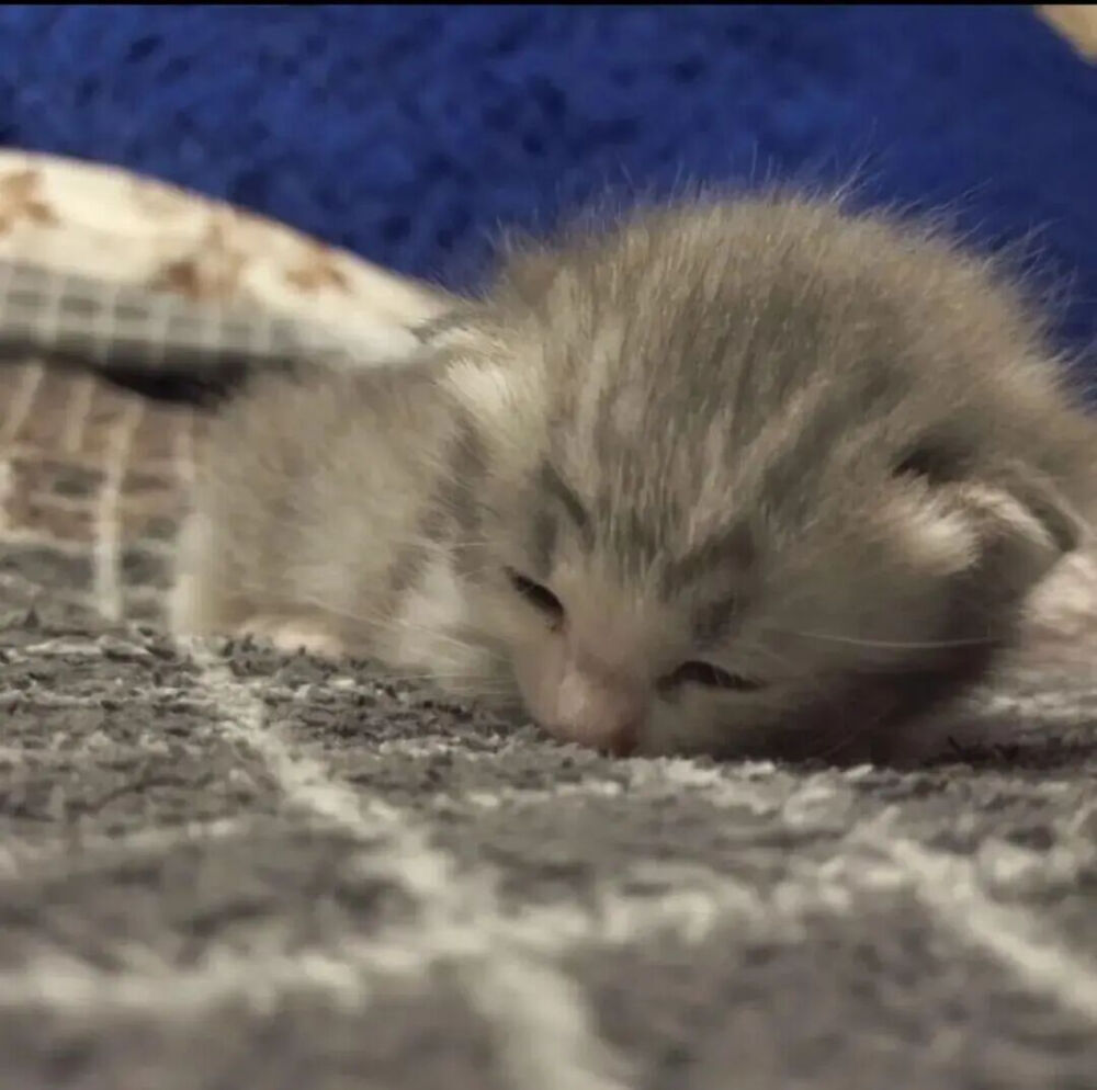 我是不会放弃收集这种图片的