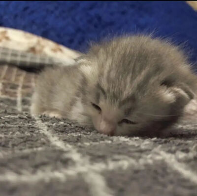 我是不会放弃收集这种图片的