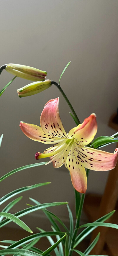 手机壁纸｜聊天背景图