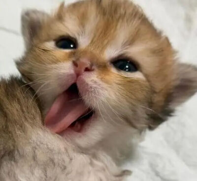 我是不会放弃收集这种图片的