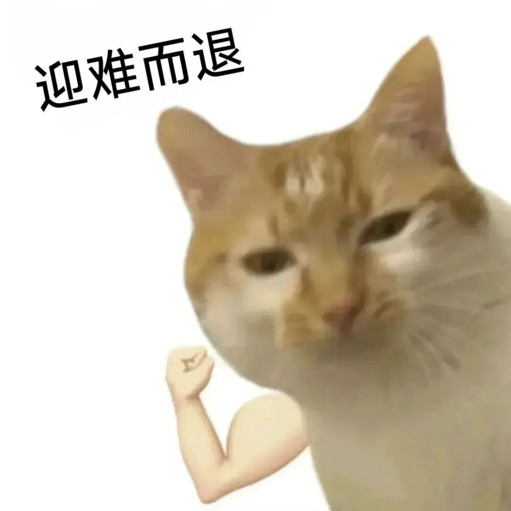 猫猫表情包