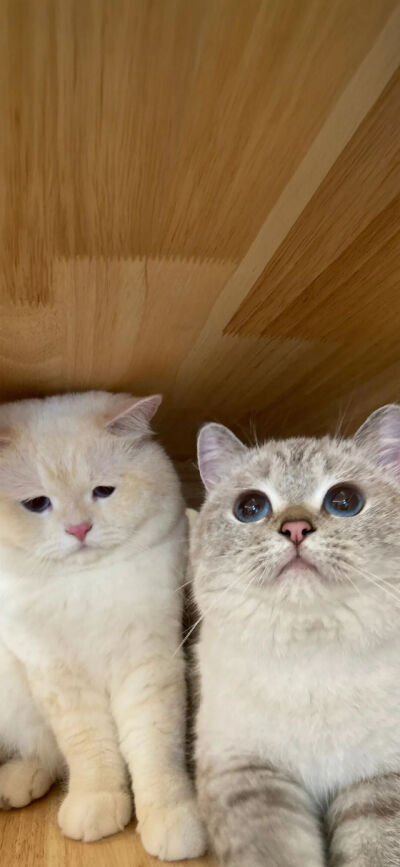 我是不会放弃收集这种图片的