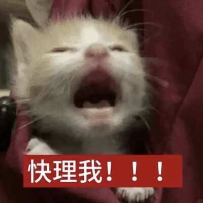 猫猫表情包