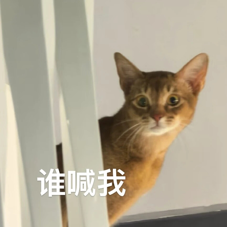 猫猫表情包
