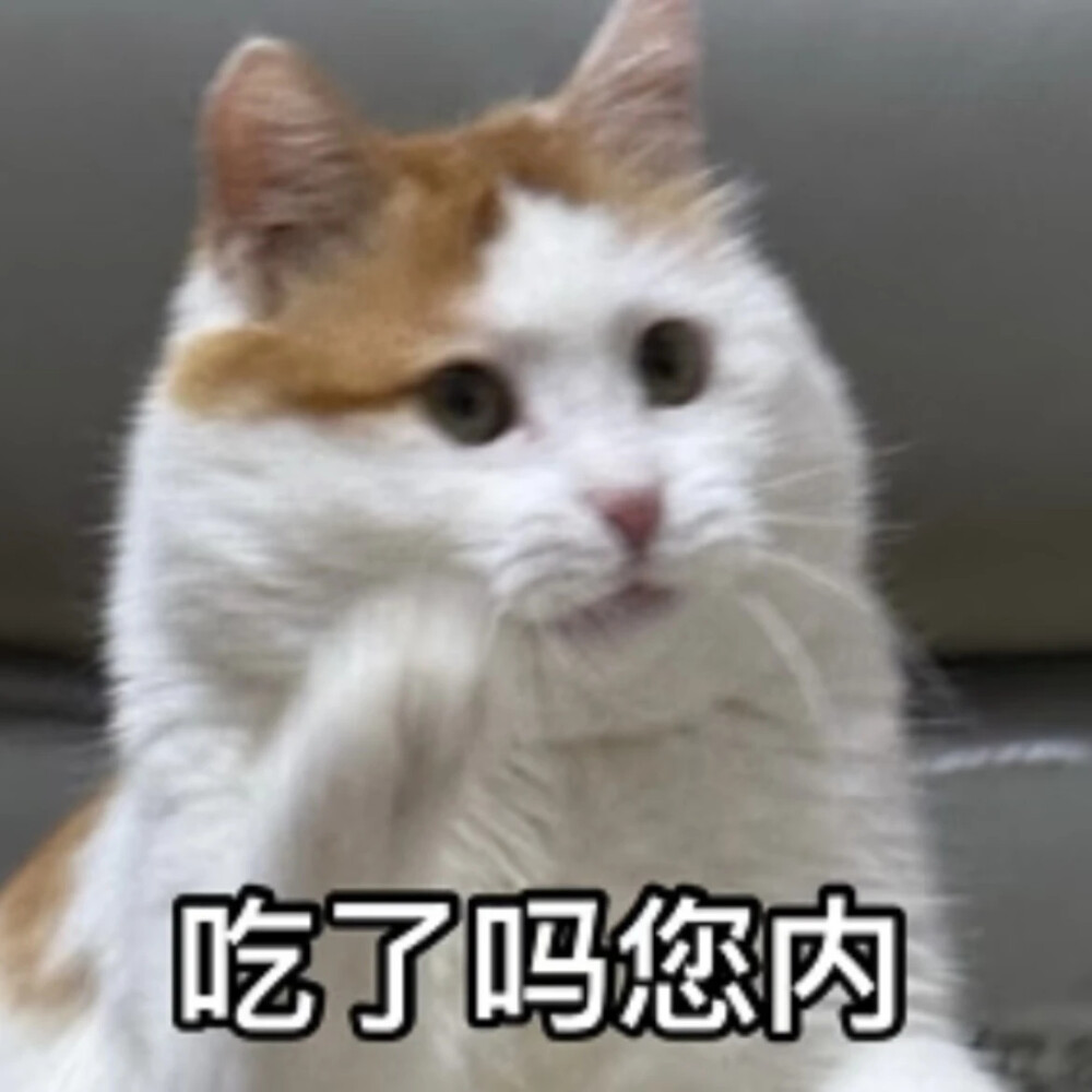 猫猫表情包