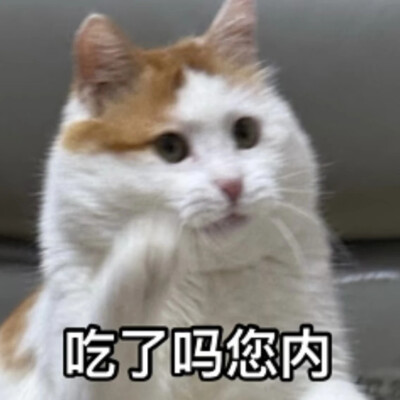 猫猫表情包