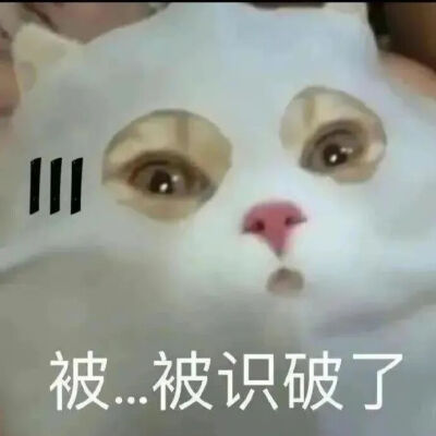 猫猫表情包