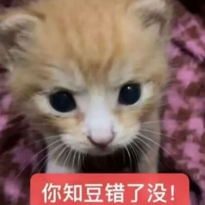 猫猫表情包