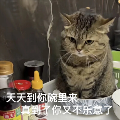 猫猫表情包