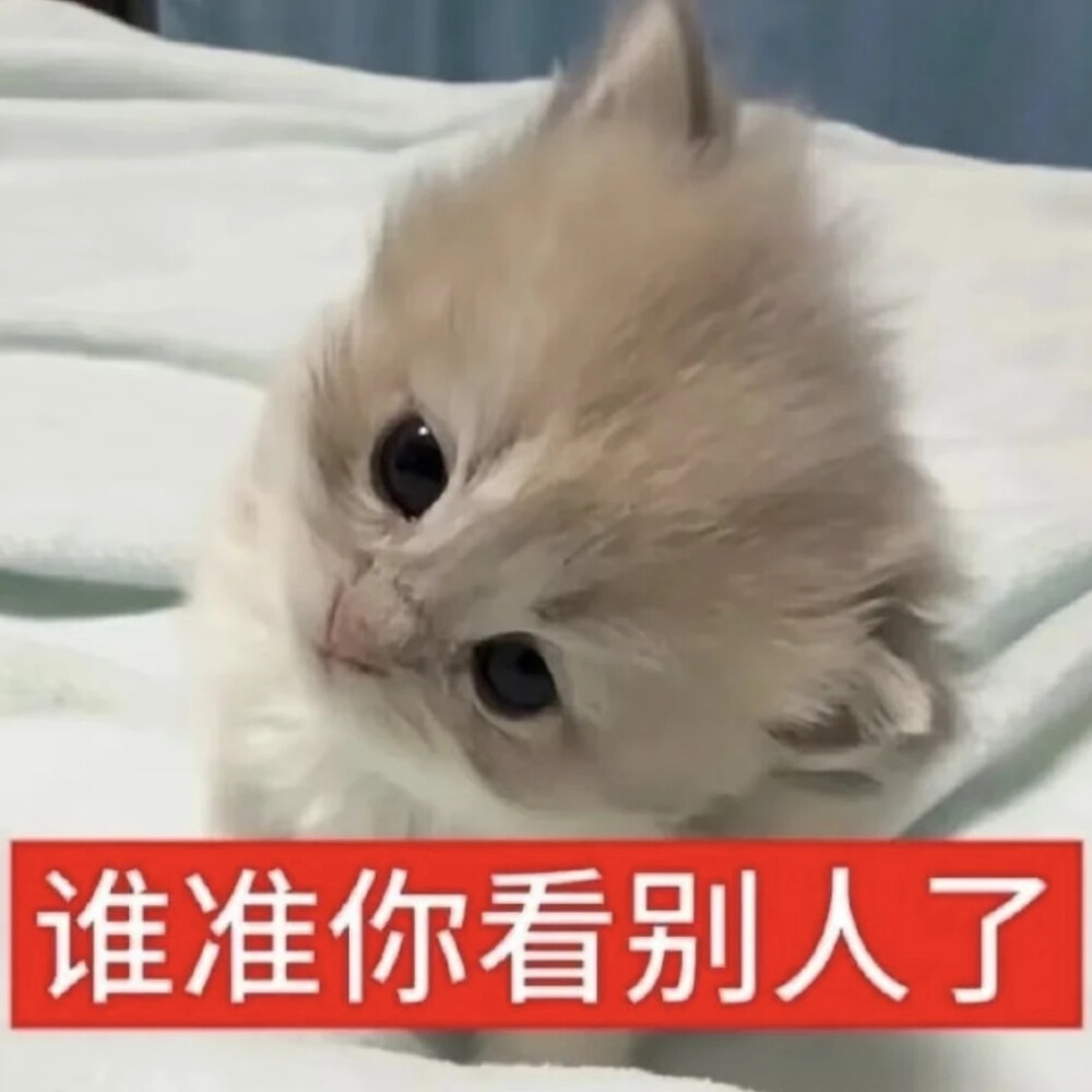 猫猫表情包