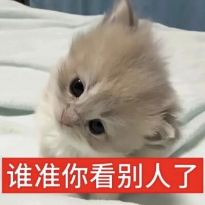 猫猫表情包