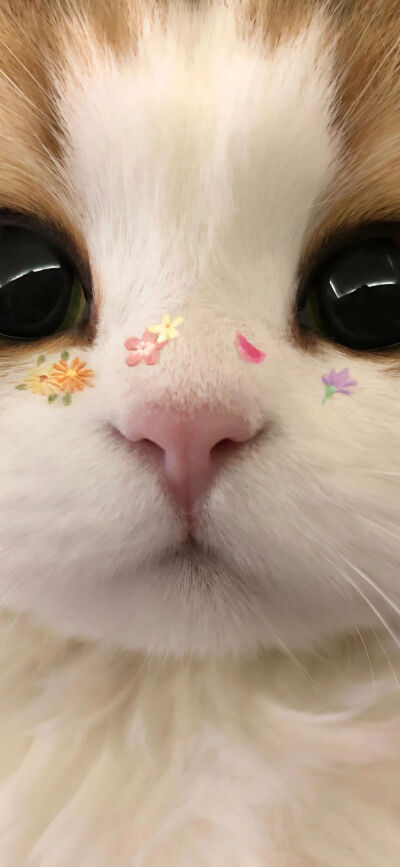 我是不会放弃收集这种图片的