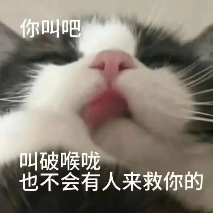 猫猫表情包