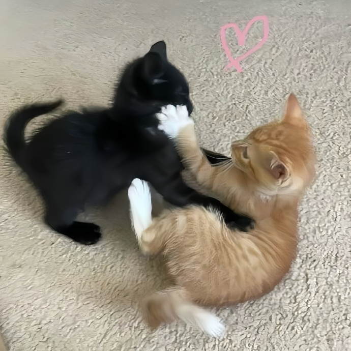 我是不会放弃收集这种图片的