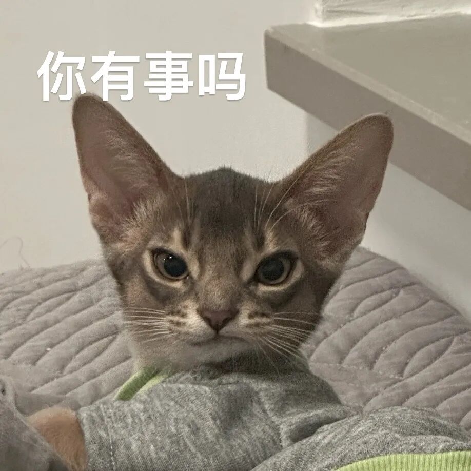 猫猫表情包