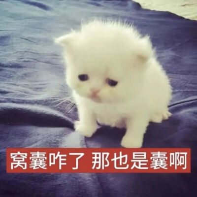 猫猫表情包
