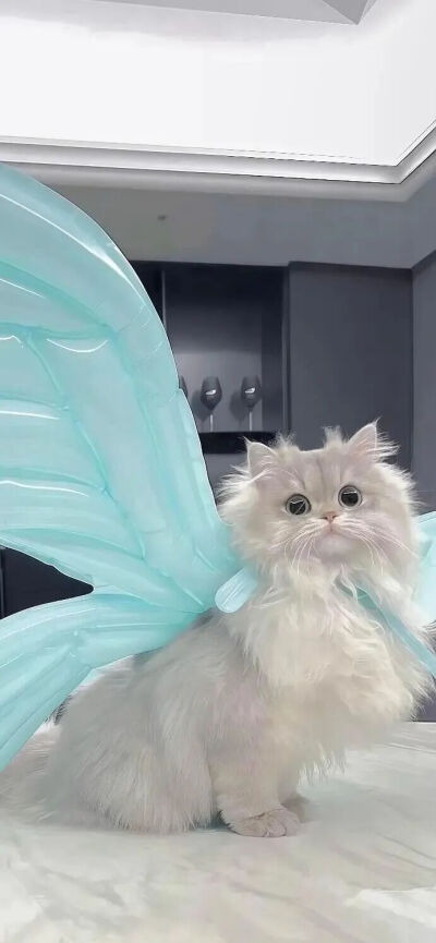 我是不会放弃收集这种图片的