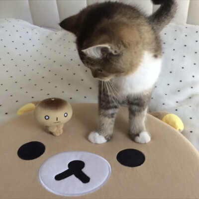 ꒰(⌯˃̶̥̆д˂̶̥̥̥̆ ू)꒱