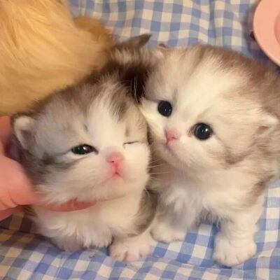 我是不会放弃收集这种图片的