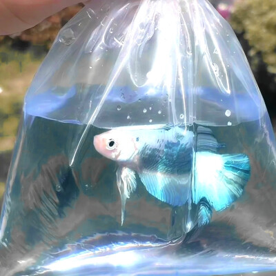 ₊⁺ ꒰১ ♡ ໒꒱ ⁺₊