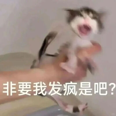 猫猫表情包