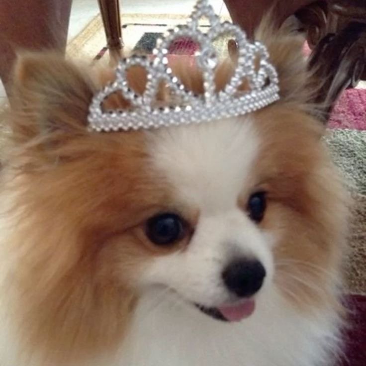 ꒰(⌯˃̶̥̆д˂̶̥̥̥̆ ू)꒱