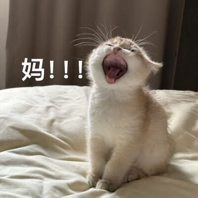 猫猫表情包