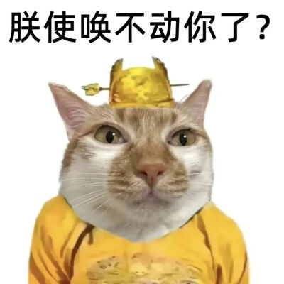 猫猫表情包