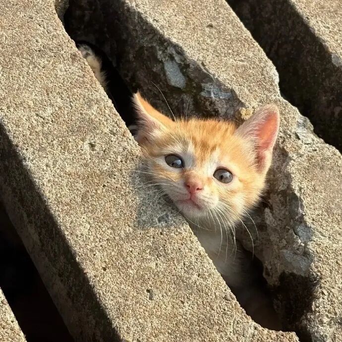 我是不会放弃收集这种图片的