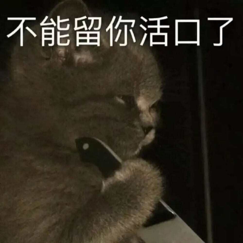 猫猫表情包