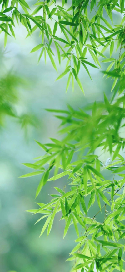 空心有节，柔韧生光。