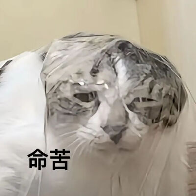 猫猫表情包