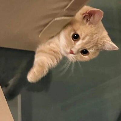 我是不会放弃收集这种图片的