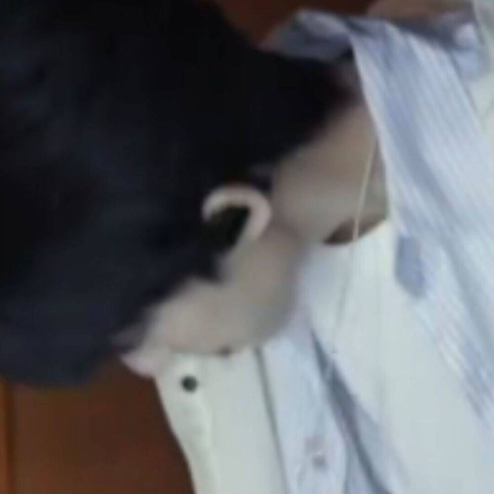 好萌的一只小猪