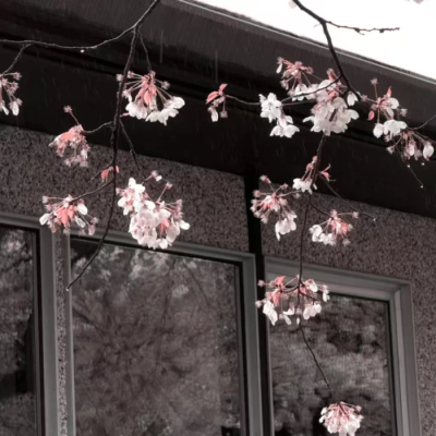 
那封信我一直没拆开  它就躺在我的书包夹层里  和创可贴、止痛药放在一起。信封是灰色的，像极了今天的天空。医务室里弥漫着消毒水的气味，混合着雨水潮湿的气息   我摸了摸膝盖上的纱布，那里一跳一跳地疼着  校医…