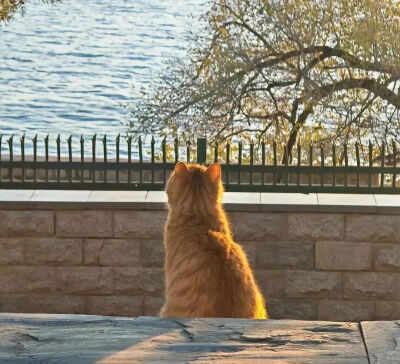 我是不会放弃收集这种图片的