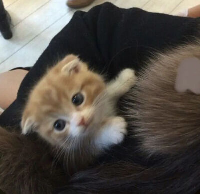 我是不会放弃收集这种图片的