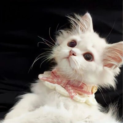 我是不会放弃收集这种图片的