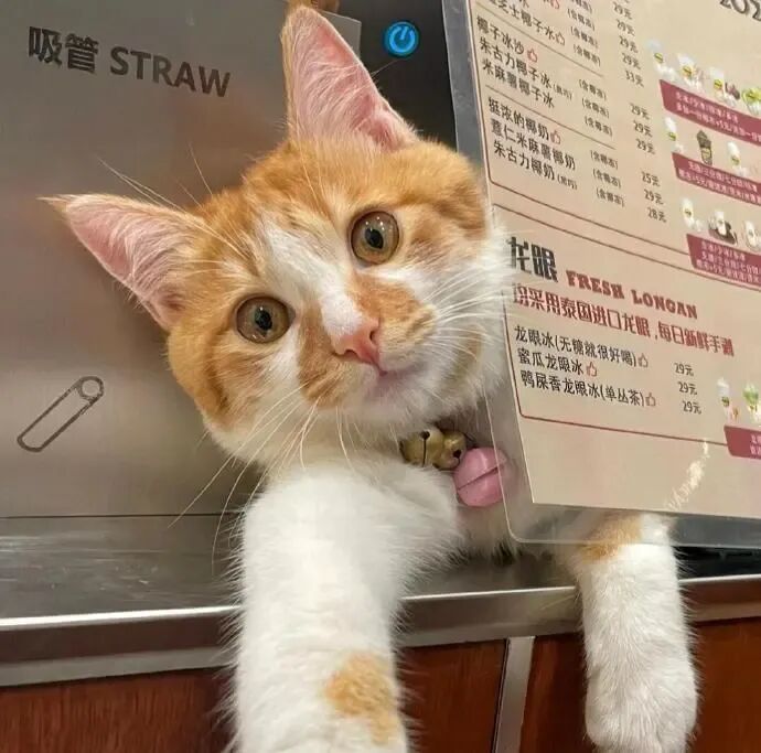 我是不会放弃收集这种图片的