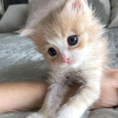 我是不会放弃收集这种图片的