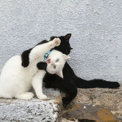 我是不会放弃收集这种图片的