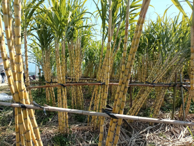 乡村一景：甘蔗园里风光美