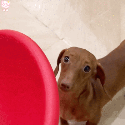 腊肠狗表情包动图
可爱的表情包